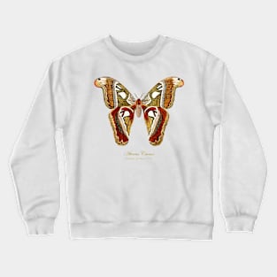 Moth - Attacus Lorquinii, female Crewneck Sweatshirt